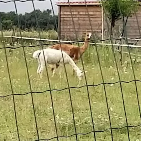 Belle Quercynoise Piscine Jacuzzi Partages Vakantiehuis Septfonds