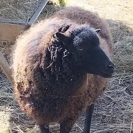 Vakantiehuis Belle Quercynoise Piscine Jacuzzi Partages *