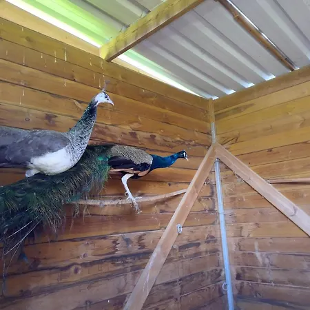 Belle Quercynoise Piscine Jacuzzi Partages Vakantiehuis Septfonds