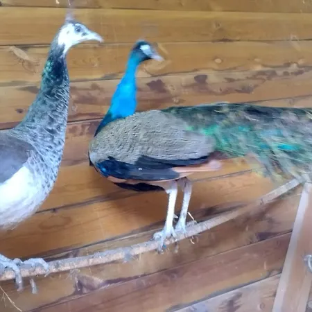 Vakantiehuis Belle Quercynoise Piscine Jacuzzi Partages