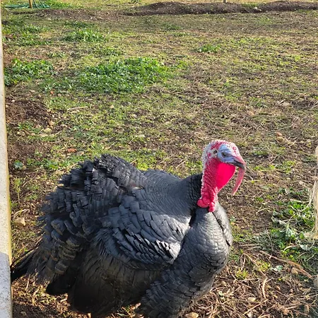 Belle Quercynoise Piscine Jacuzzi Partages *