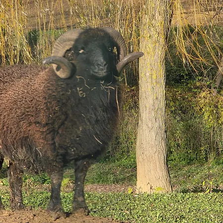 Vakantiehuis Belle Quercynoise Piscine Jacuzzi Partages *