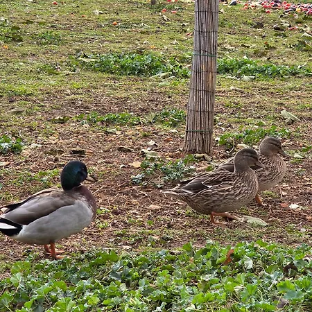 Belle Quercynoise Piscine Jacuzzi Partages Vakantiehuis Septfonds