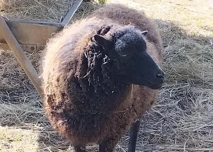 Сasa de vacaciones Belle Quercynoise Piscine Jacuzzi Partagés *