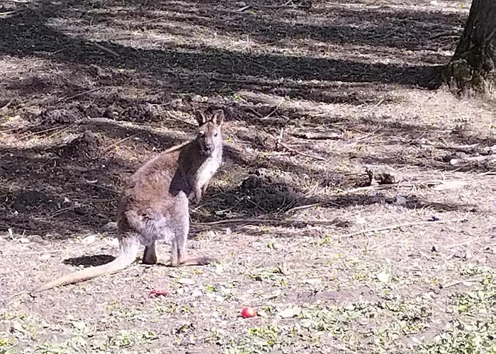 Сasa de vacaciones Belle Quercynoise Piscine Jacuzzi Partagés Septfonds