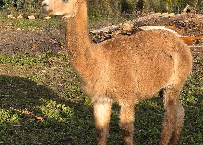 Belle Quercynoise Piscine Jacuzzi Partagés Сasa de vacaciones