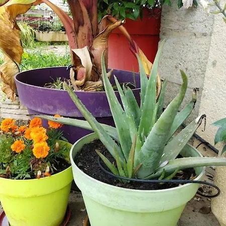 Belle Quercynoise Piscine Jacuzzi Partages בית נופש Septfonds