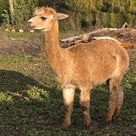 Belle Quercynoise Piscine Jacuzzi Partages בית נופש