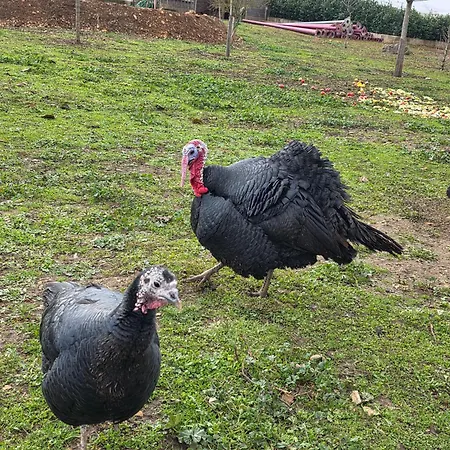 בית נופש Belle Quercynoise Piscine Jacuzzi Partages *