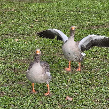 Belle Quercynoise Piscine Jacuzzi Partages בית נופש Septfonds