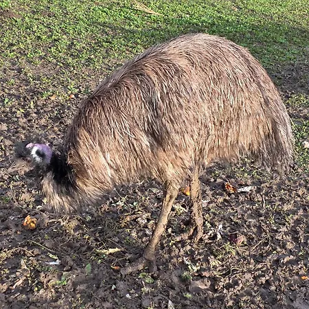 Belle Quercynoise Piscine Jacuzzi Partages Septfonds
