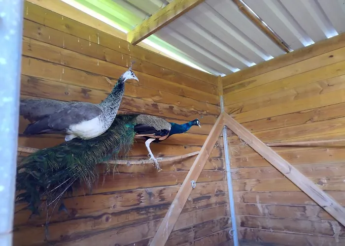 Belle Quercynoise Piscine Jacuzzi Partages Ferienhaus Septfonds