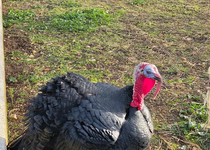 Belle Quercynoise Piscine Jacuzzi Partages *