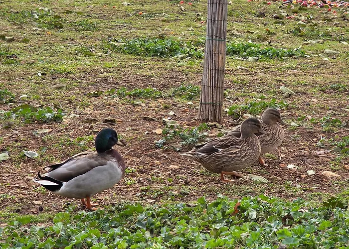 Belle Quercynoise Piscine Jacuzzi Partages Ferienhaus Septfonds