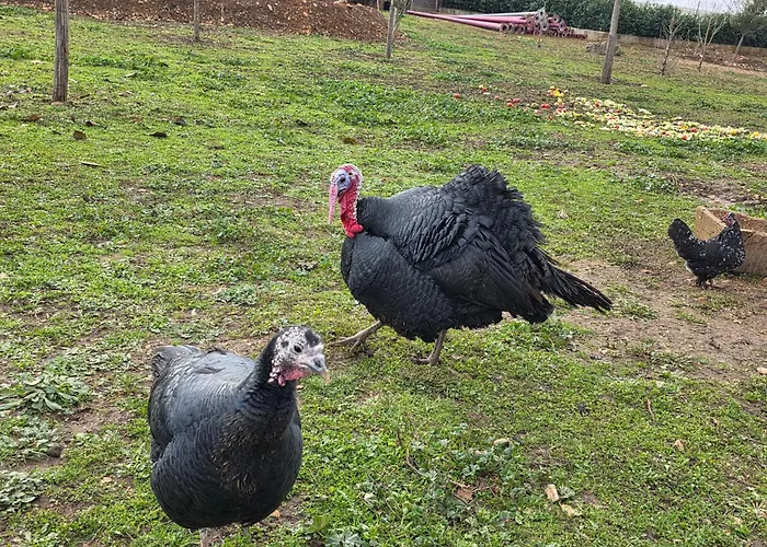 Ferienhaus Belle Quercynoise Piscine Jacuzzi Partages *