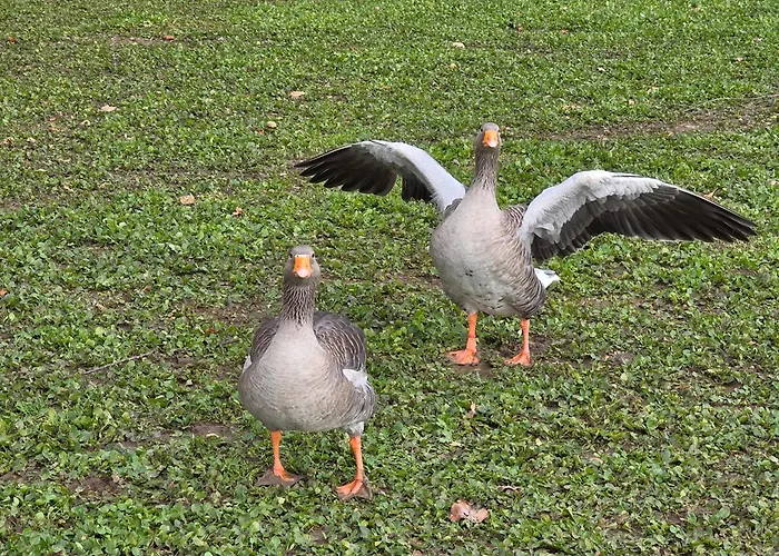 Belle Quercynoise Piscine Jacuzzi Partages Ferienhaus Septfonds