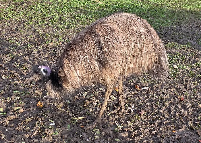 Belle Quercynoise Piscine Jacuzzi Partages Septfonds